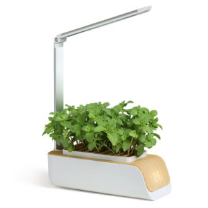 Indoor Hydroponics Growing System